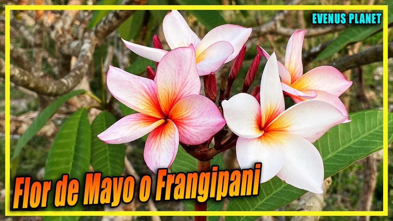 Planta de Flor de Mayo o Frangipani - Plumeria rubra