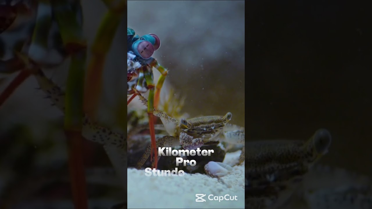 Schneller als eine Gewehrkugel! Diese Kreatur zerbricht Glas 😱🦐 #shorts Mantis Shrimp