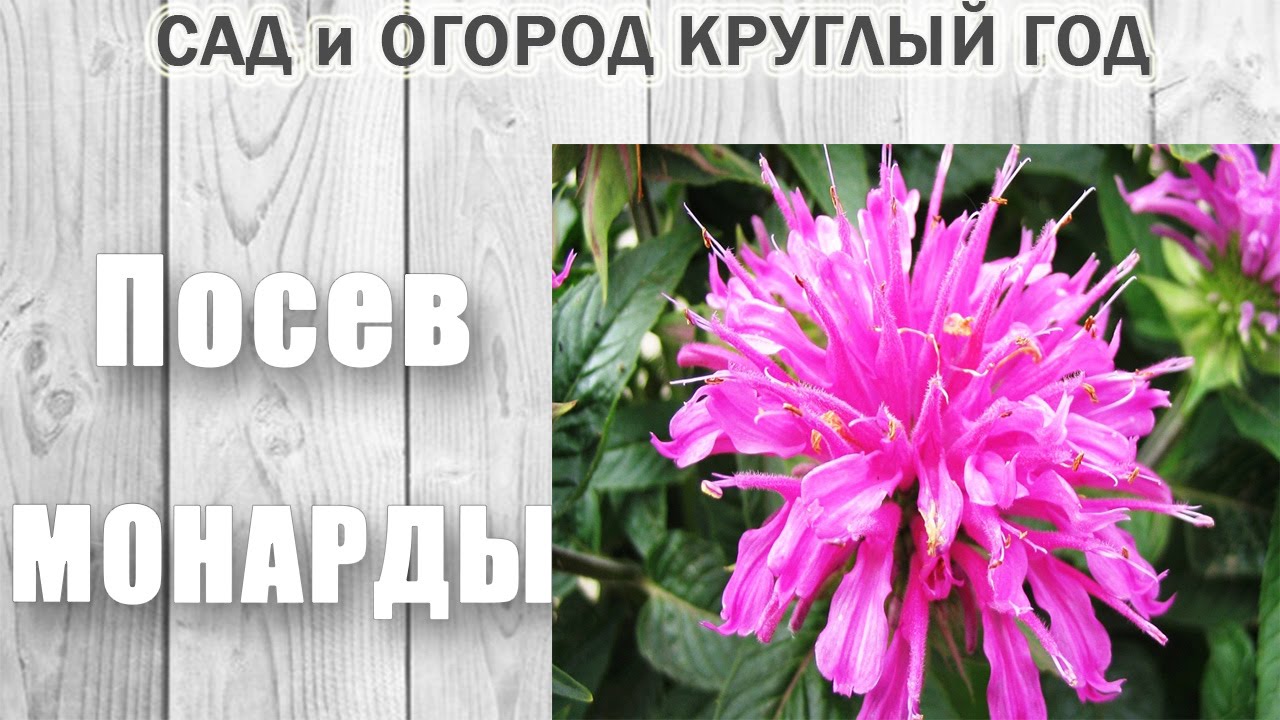 Монарда и Лён. Секреты посева