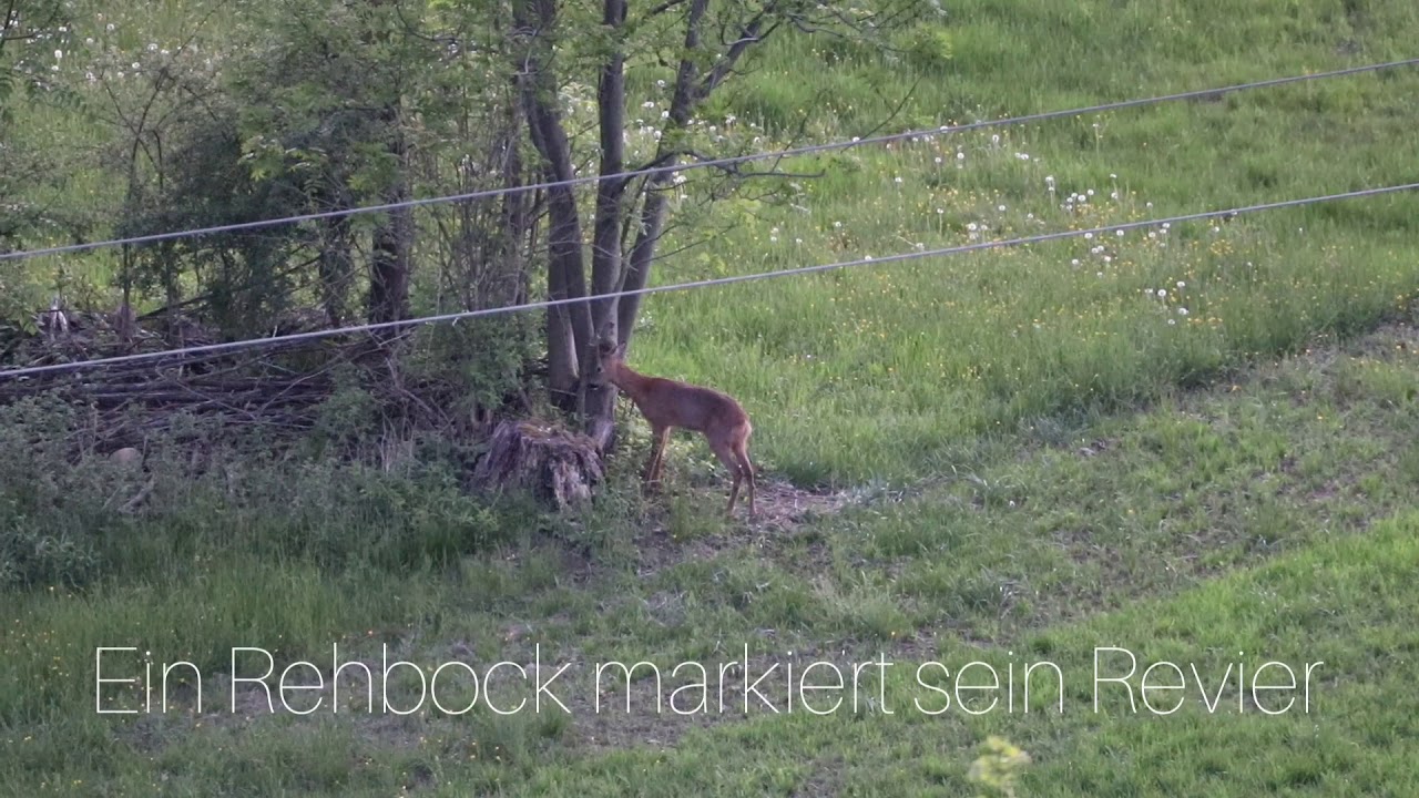 Rehbock markiert sein Revier