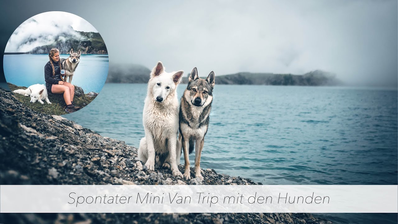 Mit Hunden im Auto übernachten - Skoda CityGo - Österreich 2020 ❤️