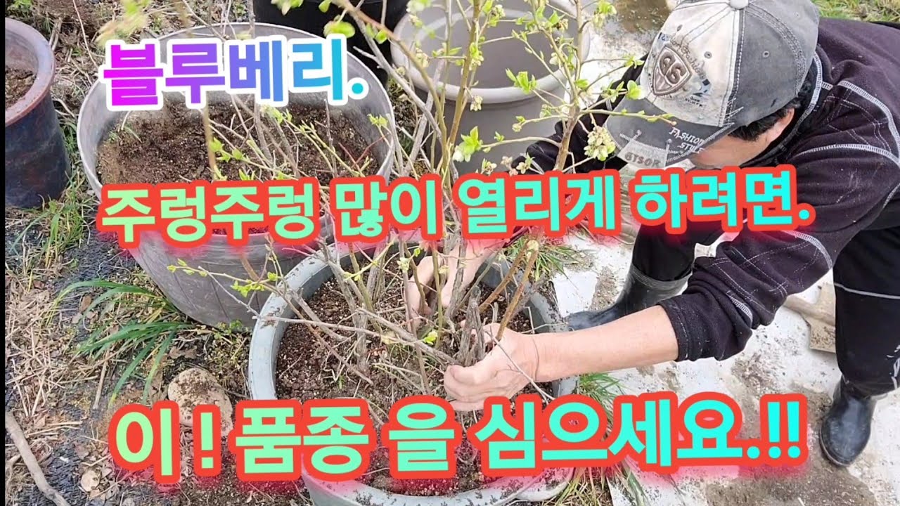 블루베리 나무 제대로 심는방법 (매년 열매 주렁주렁 열리고, 성장 빠른 이 품종으로!! 심으세요!!)