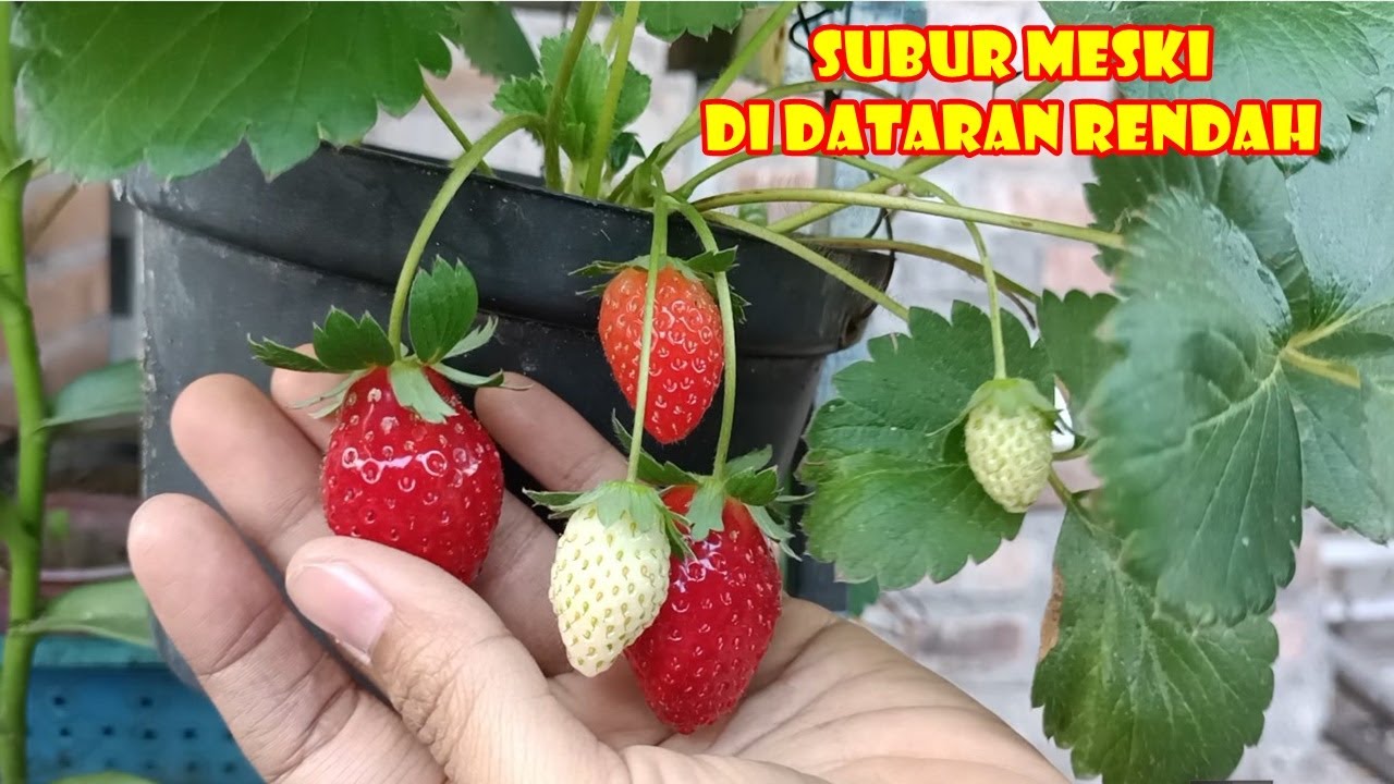 TIPS MENANAM STRAWBERRY  SUBUR BERBUAH LEBAT MESKI  DI DATARAN RENDAH