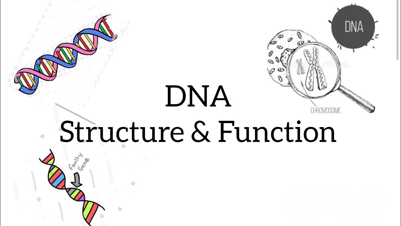 Structure and Function of DNA|| Nucleic acid structure and function