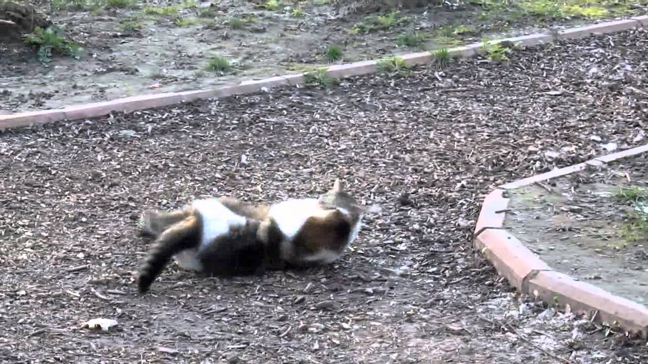 Драка котов в Киевском зоопарке