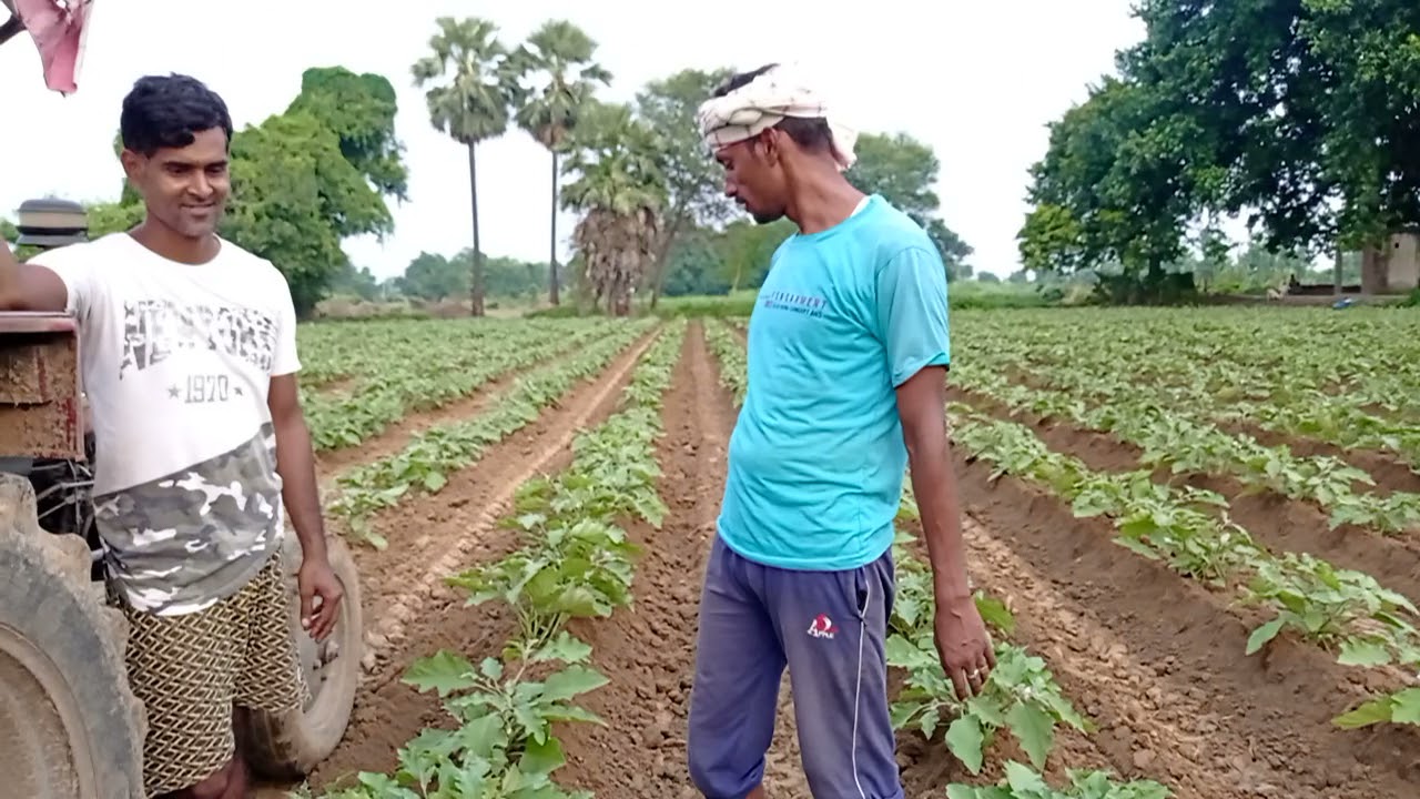 युवा किसान ने अपने ट्रैक्टर से बैगन पर मिट्टी चढ़ाने का देसी तरीका अपनाया