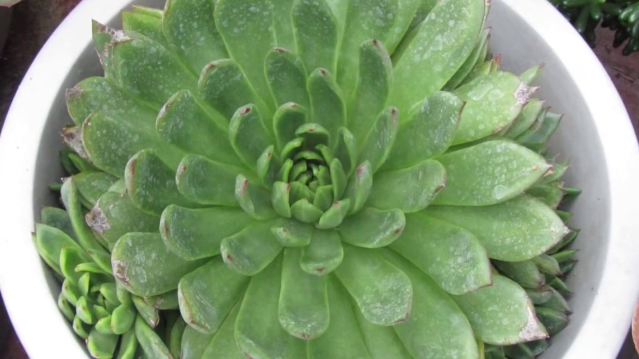 Kay's Garden 2015