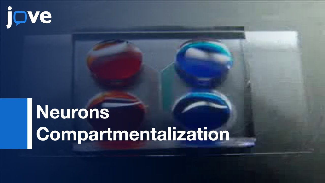 Fabrication Of Microfluidic Device: Compartmentalization Of Neuron Soma & Axons