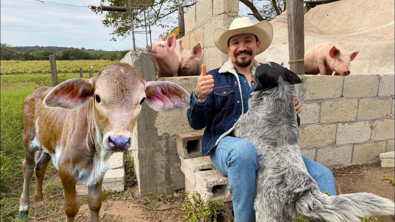 UN DOMINGO DE TRABAJO EN EL RANCHO CON MI ESPOSA #trending #viral #rancho #porcicultura #ganaderia 