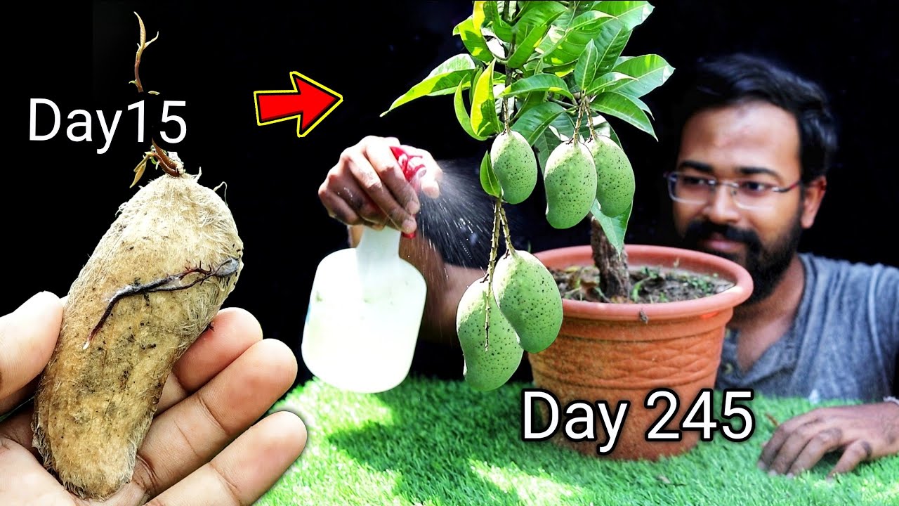 How to grow mango tree from seed at home by grafting | गमले में आम उगाएं  | Mango Bonsai