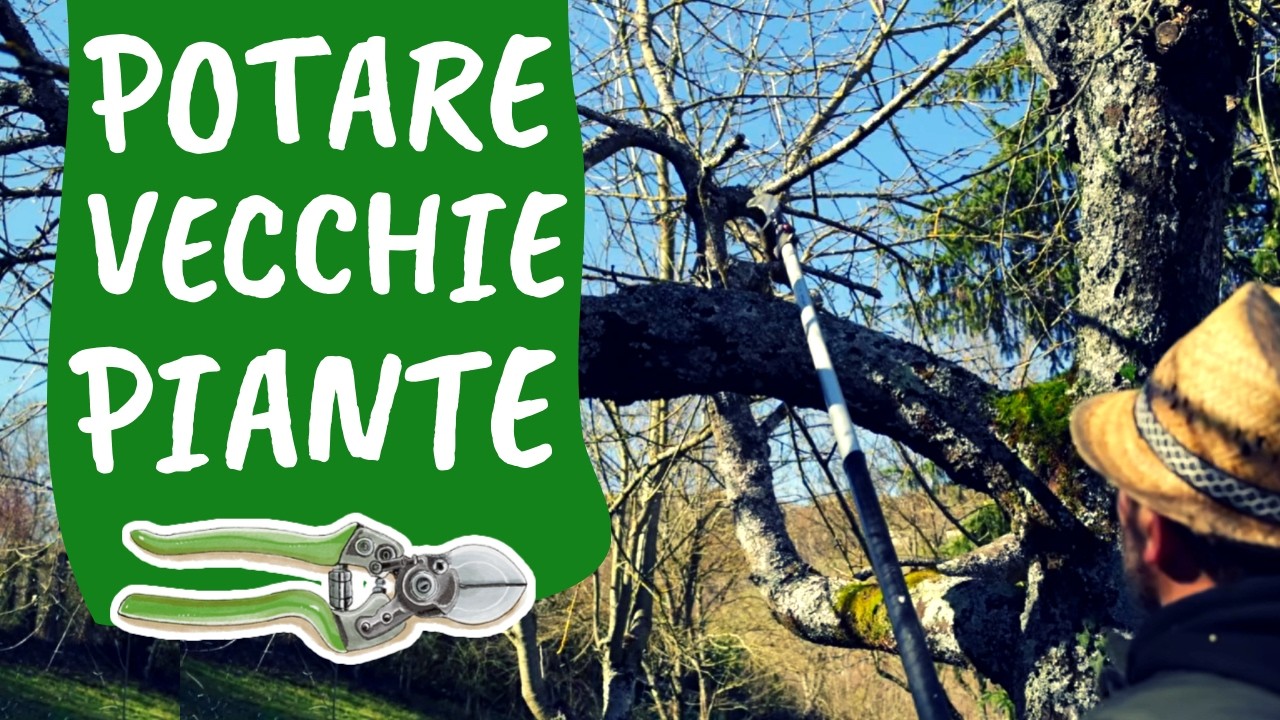 POTARE un VECCHIO CILIEGIO: intervenire su piante abbandonate con una potatura rispettosa