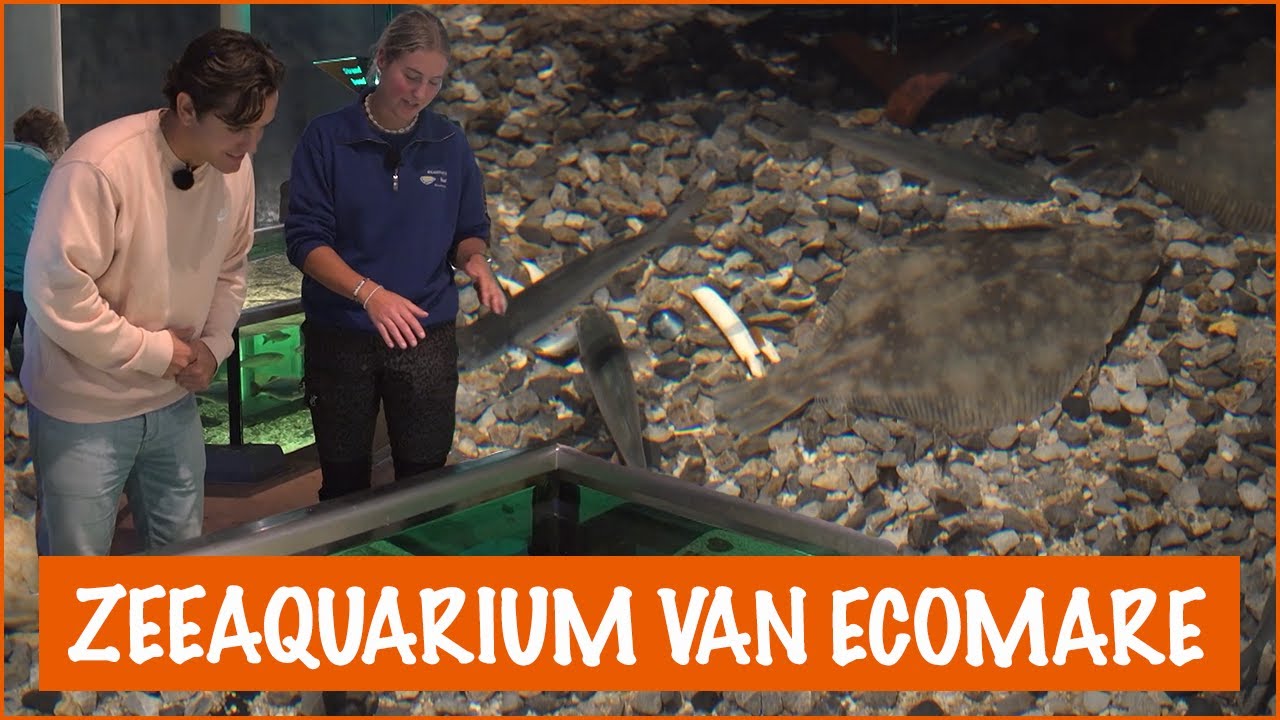 Wat voor vissen kan je vinden in het zeeaquarium? | DierenpraatTV