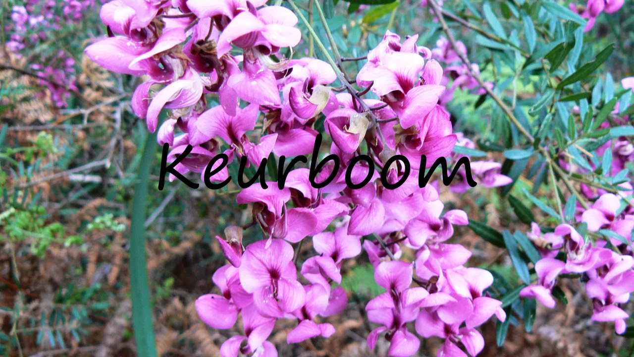 How to Pronounce Keurboom?