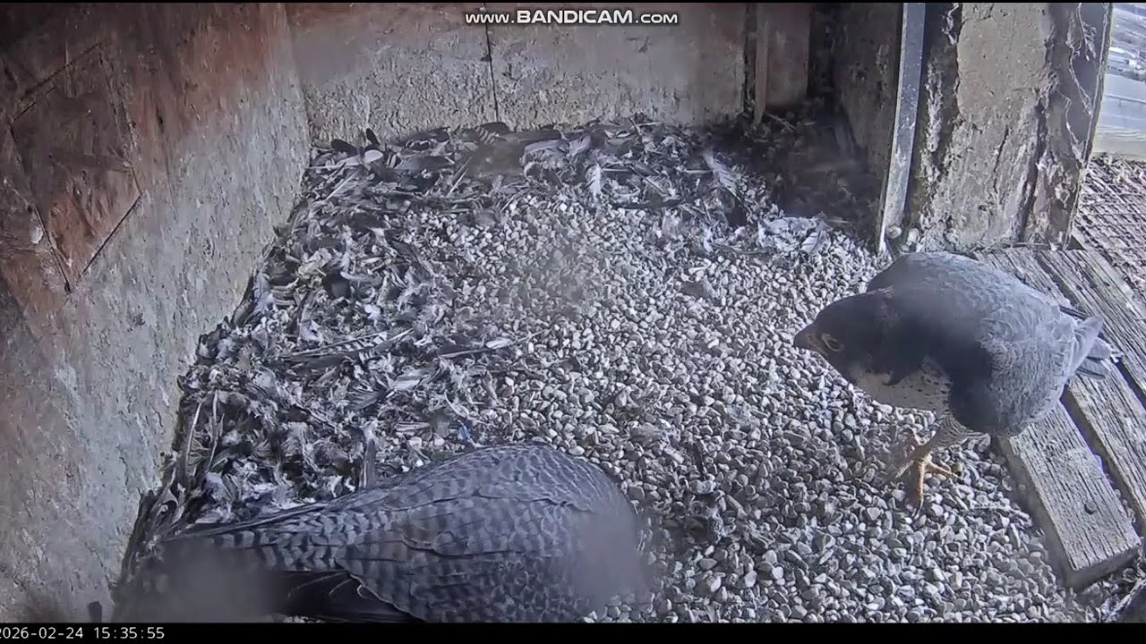 KGHM Głogów PL - Meeting Male&Luna II, She went to podium, He left, she came back -2026 02 24 15 35