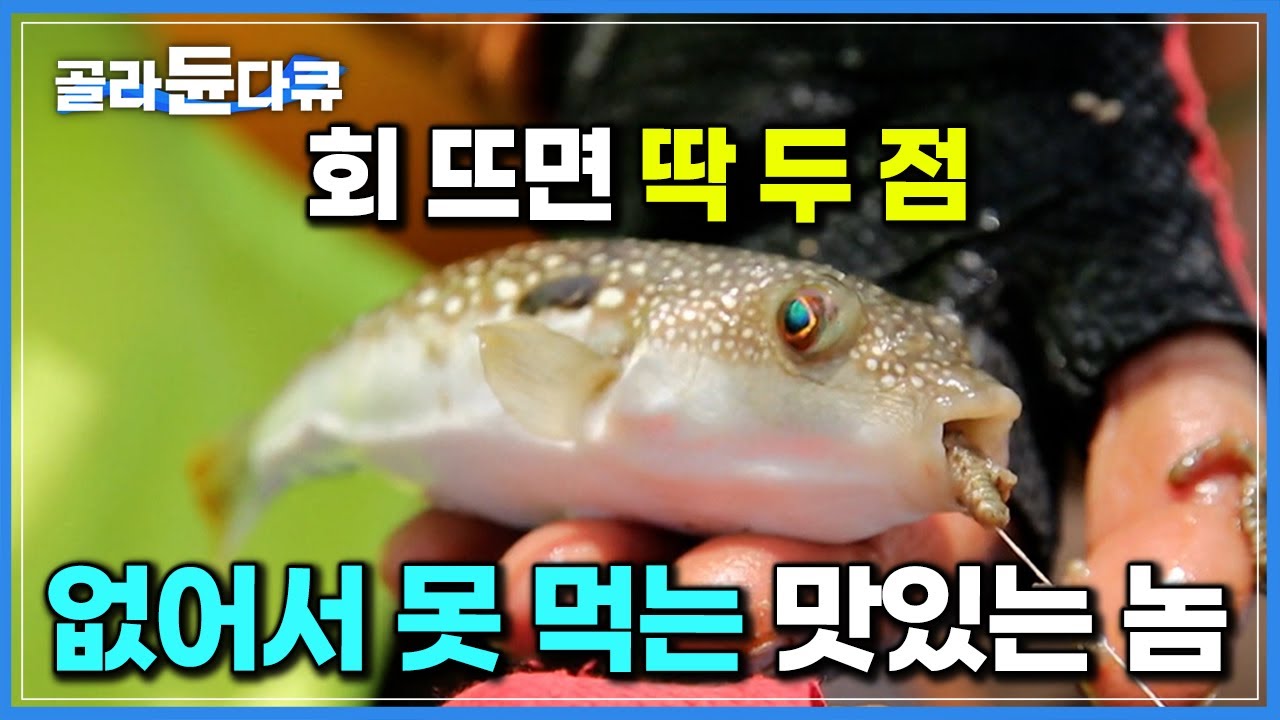 그 맛 못 잊어 매일 바다낚시 가게 만드는 손가락만 한 생선｜맹독 품은 작은 물고기 졸복｜복어 먹방｜한국기행｜#골라듄다큐