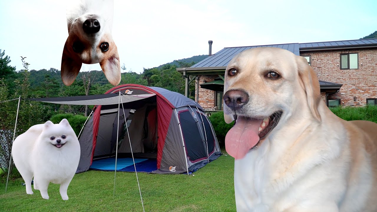 마당에 텐트쳤더니 강아지들이 신났어요! ｜ The dogs are exicted with the tent on the yard!