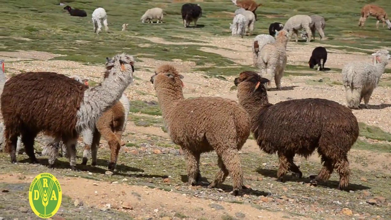 DIRECCIÓN REGIONAL AGRARIA AYACUCHO  INFORME SITUACIÓN DE LA ALPACA EN AYACUCHO