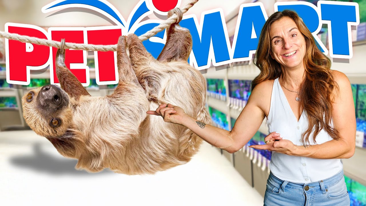 Taking My Sloth To Petsmart!
