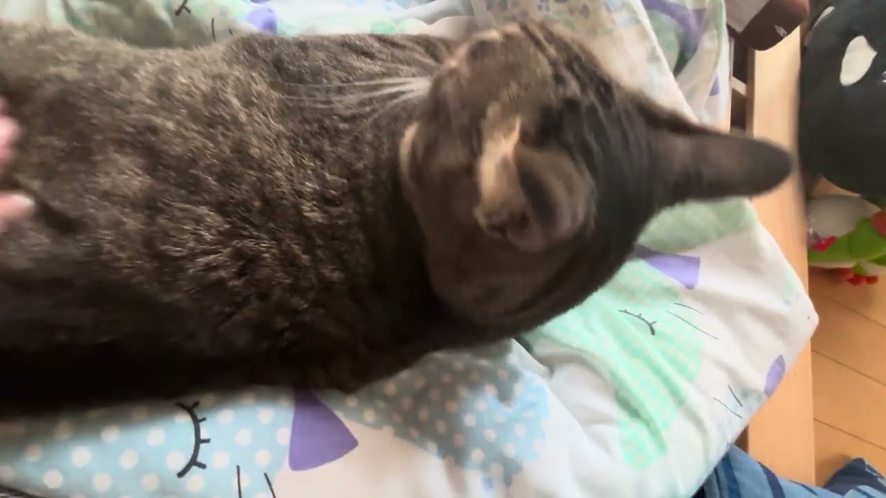 今朝のこはる🐈‍⬛とぱぱのいびき😞@こはる#ねこ#保護猫@ネコ
