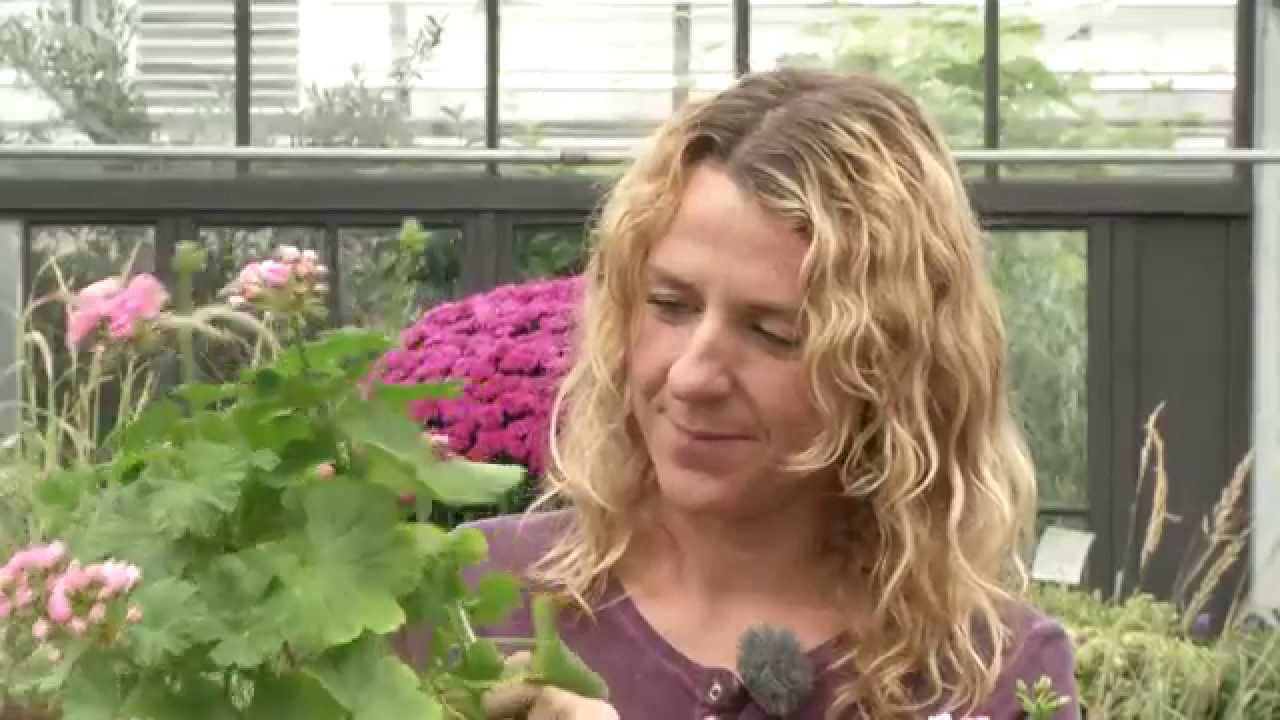 Pelargonskötsel och förvaring