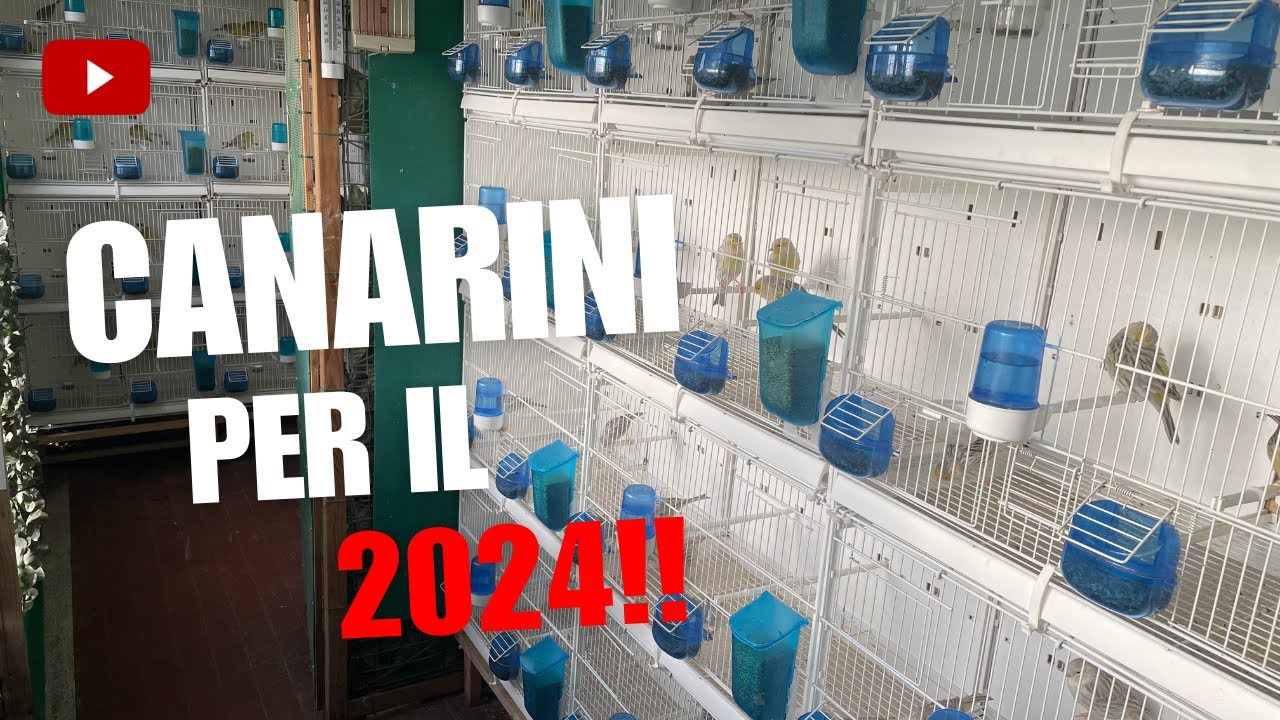 Canarini selezionati per la stagione riproduttiva 2024!