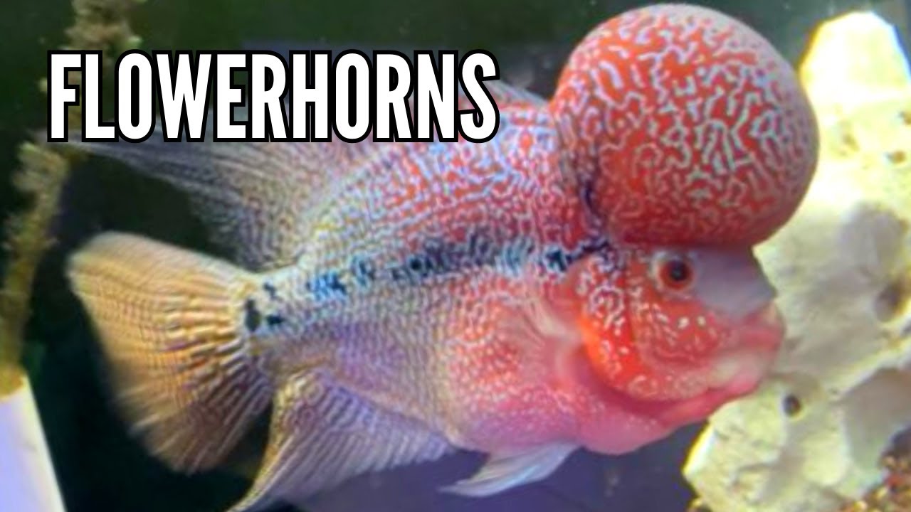 How to Keep Flowerhorns | Care Guide & Species Profile