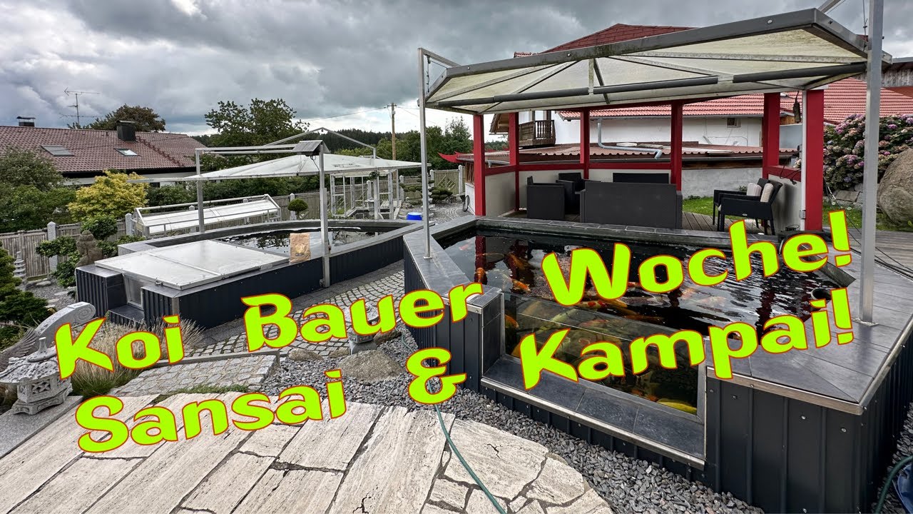 Koi Bauer Woche. Die Sansai sowie der Wachstumstest mit Kampai!
