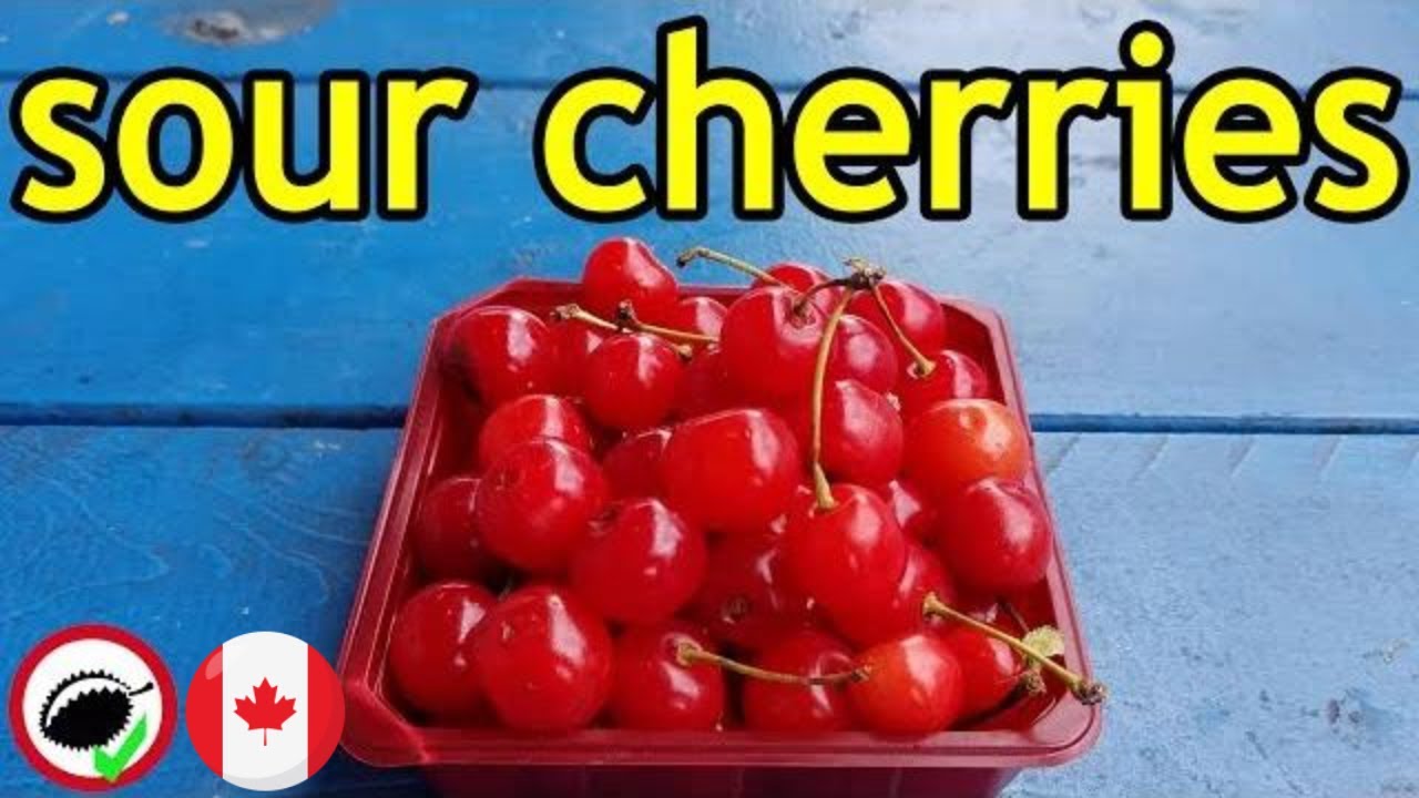 Recenzja wiśni kwaśnej (Prunus cerasus) - Weird Fruit Explorer Ep. 331