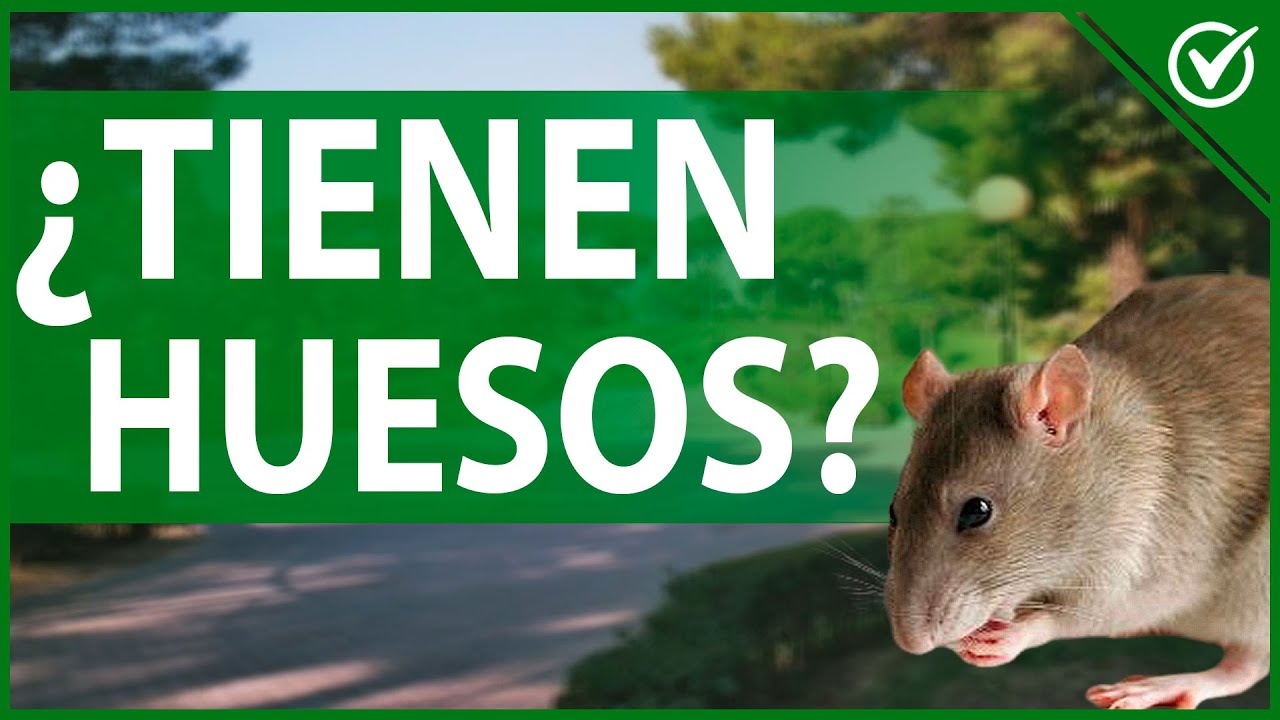 🦴 &iquest;Tienen Huesos los Ratones? - Curiosidades del Cuerpo Esquel&eacute;tico de un Rat&oacute;n 🦴🐀