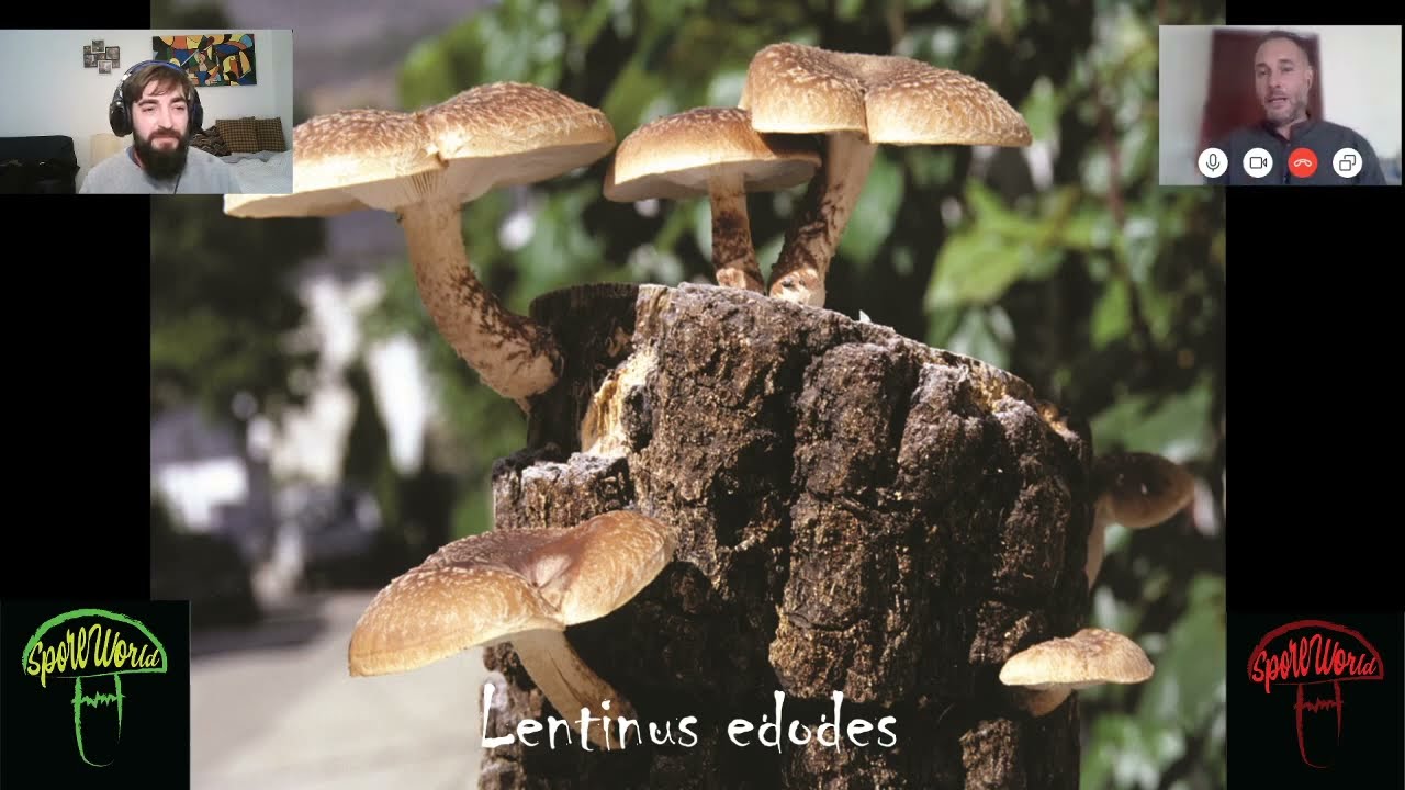 Curso de Iniciaci&oacute;n a la Micolog&iacute;a: Aprende todo sobre hongos y setas 🍄🌲TOP #1 en YouTube
