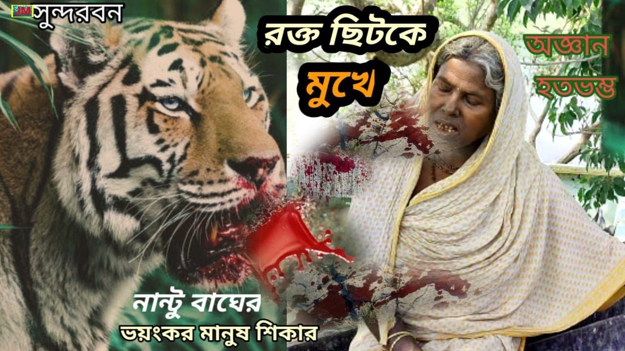 রক্ত ছিটকে মুখে | নান্টু বাঘের ভয়ংকর শিকার | খাটালের গরুর মত বড় বাঘ | Sundarban Tiger Killed Man