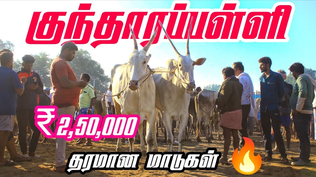 31-10-2025 kundarapalli Friday market Krishnagiri district Biggest Bull market in tamilnadu price  