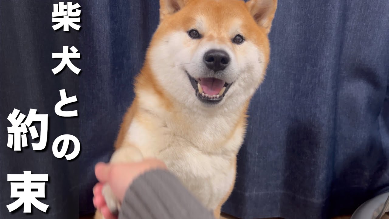 言葉を聞き分ける柴犬は、都合が悪い時は返事せず良い時は饒舌になる