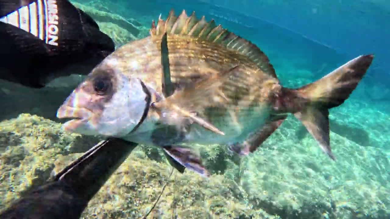 Chasse sous marine , fin de l'été 2025