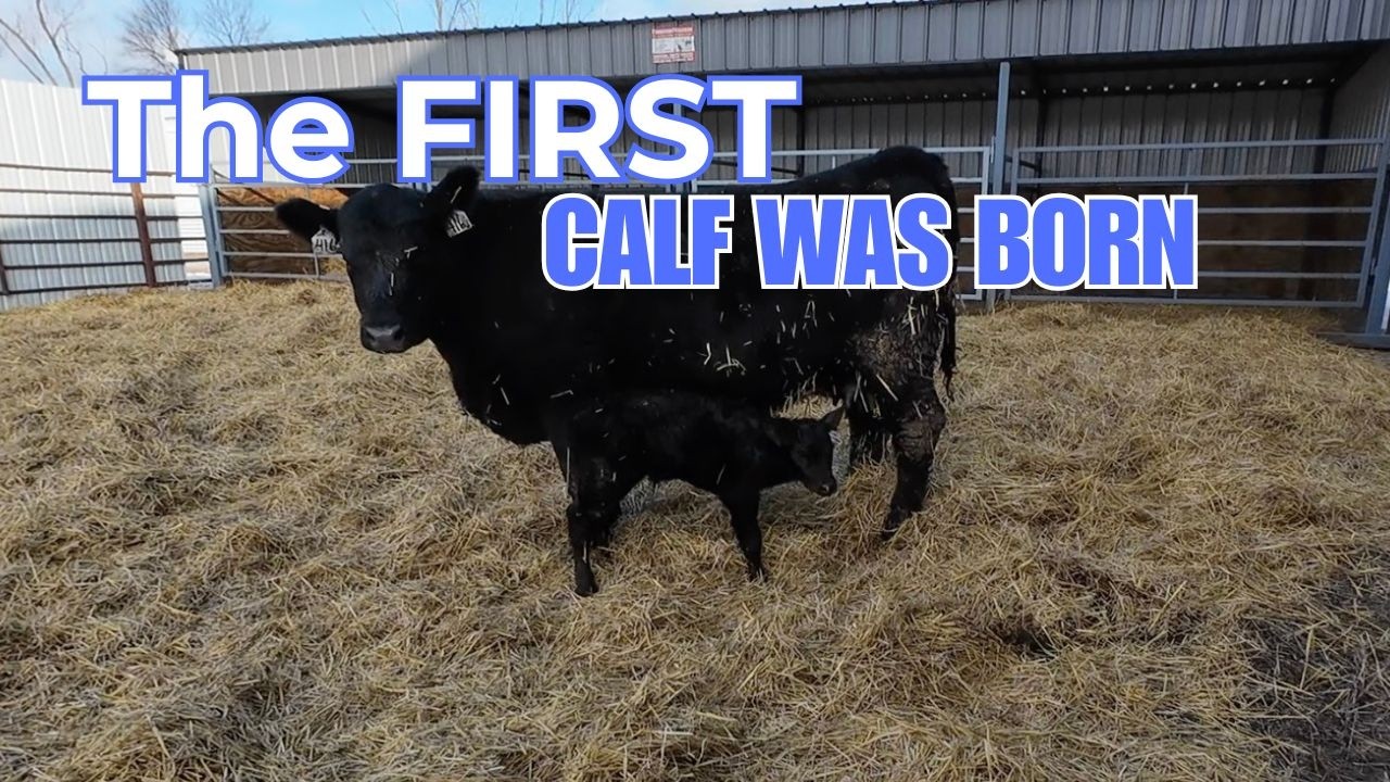 Calving season has officially begun!