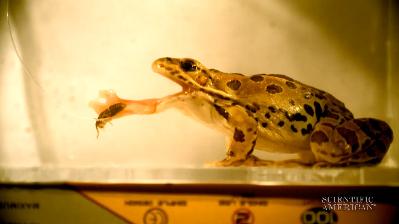 Soft, Sticky Frog Tongues Slurp Supper