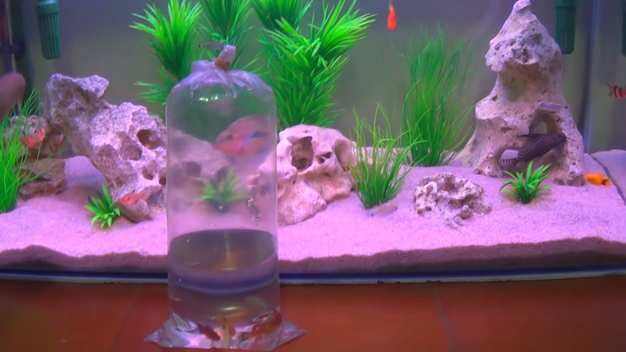 Como soltar novos peixes no aquário