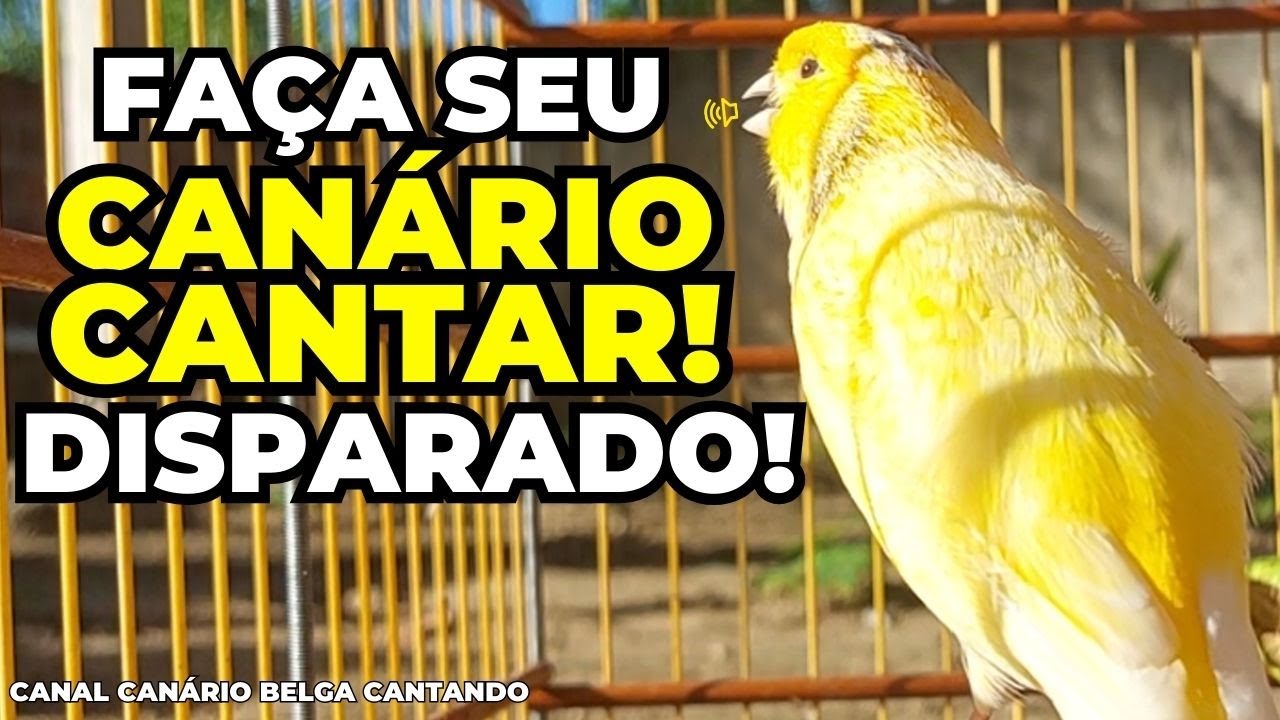 Canário belga canta com um ritmo lindo, Prepara seu Canário para ouvir esse lindo Belga Cantando