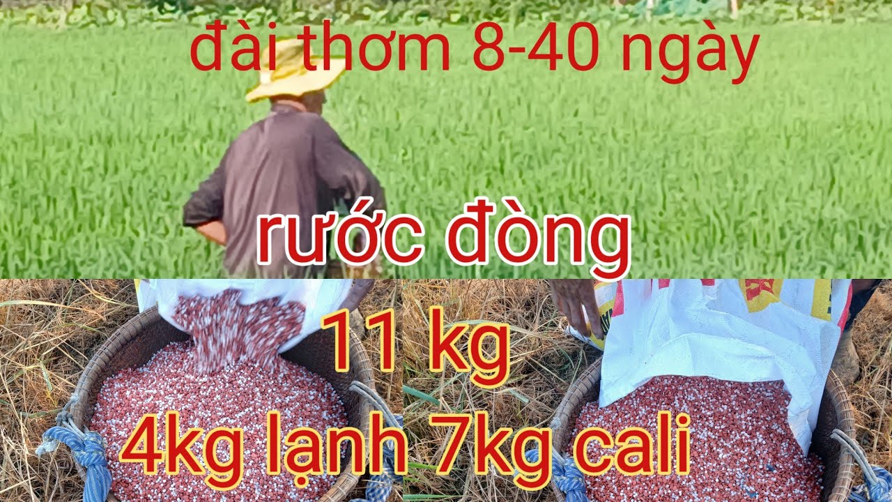 Đài thơm 8-40 ngày tuổi rước đòng 11kg 4kg lạnh 7kg cali
