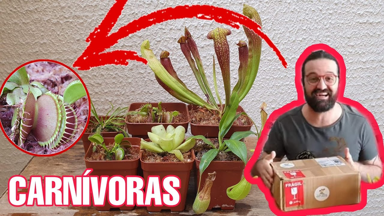 CHEGARAM minhas plantas CARNÍVORAS!!!