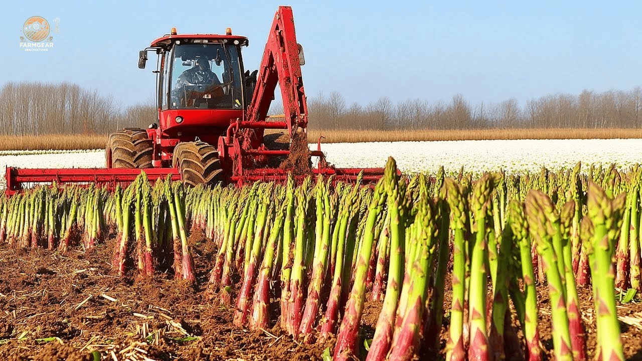 Asparagus Farmer In Peru Earns BIG with HIGH TECH Harvest in Just 30 Days
