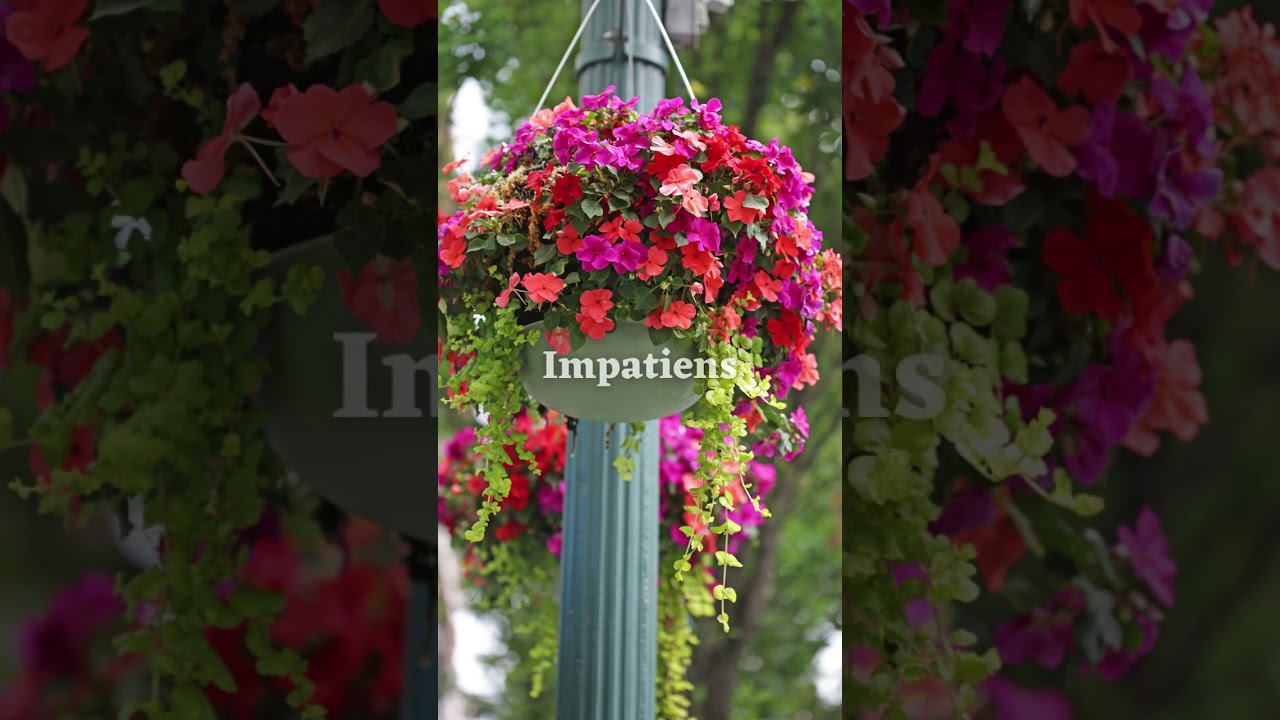 Best Plants for HANGING BASKETS