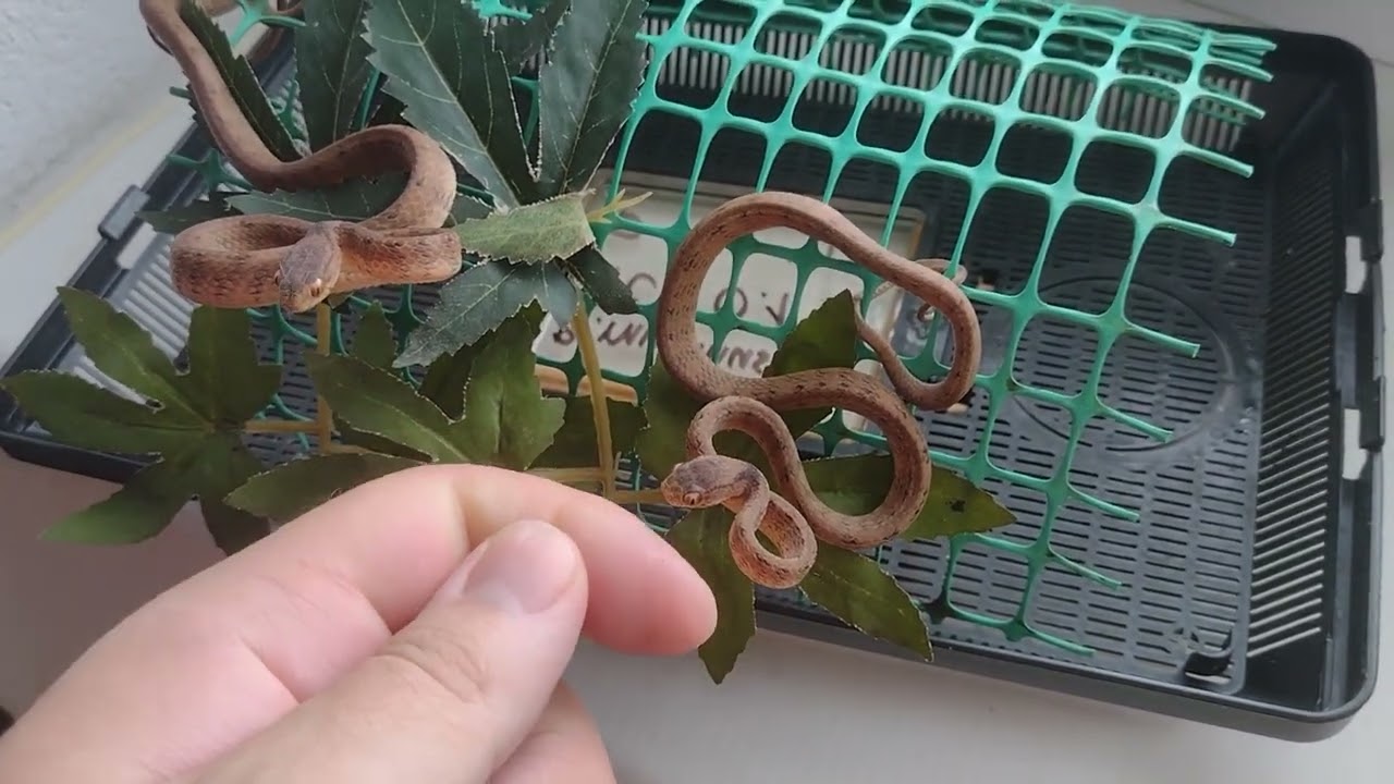 Keeled Snail-eating Snake (Pareas carinatus) defensive behavior