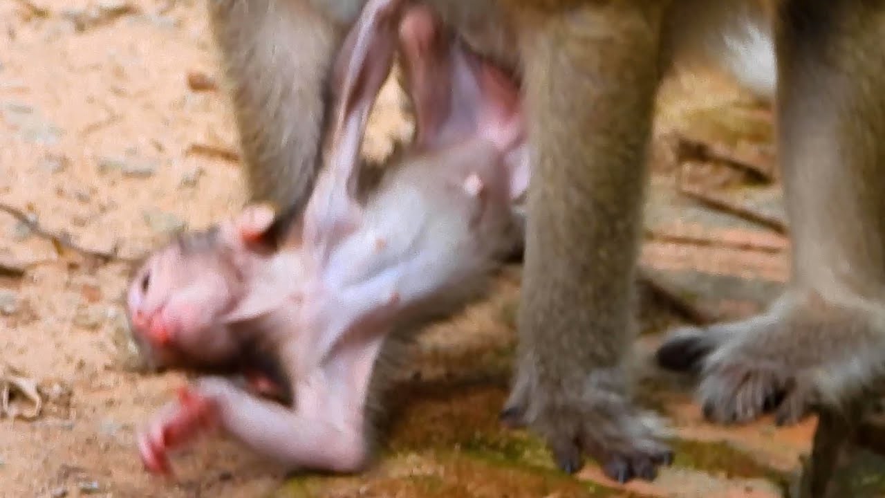 OhGod ! Pitiful Lovely Baby Newborn Monkey I Adorable Monkey.