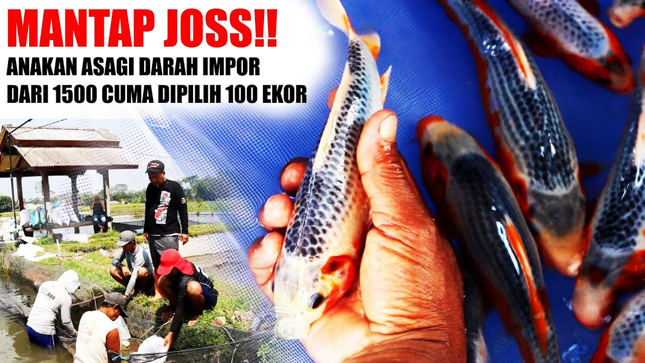 SANGAT KETAT❗ DARI 1500 EKOR CUMA DIAMBIL 100 EKOR SAJA❗ IKAN KOI ASAGI DARI INDUKAN JUMBO IMPOR❗❗