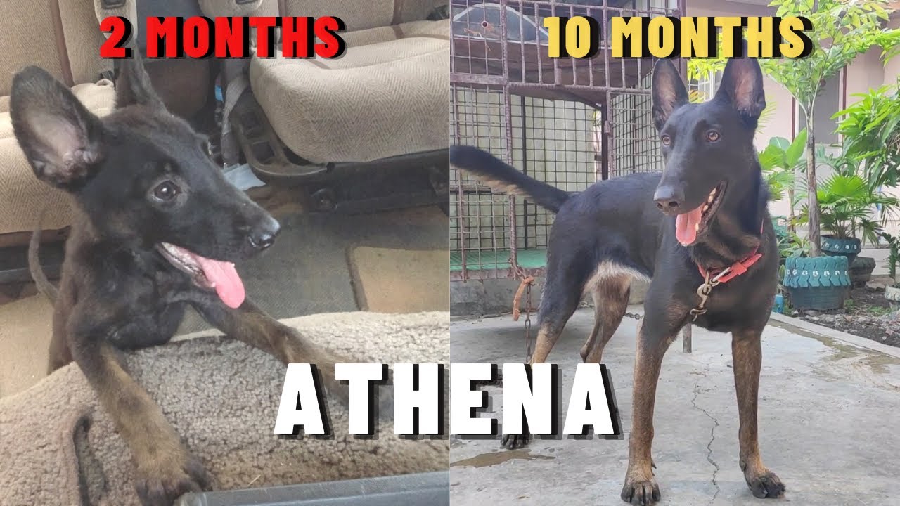 Vlog 127: TRANSFORMATION OF ATHENA | Belgian Malinois