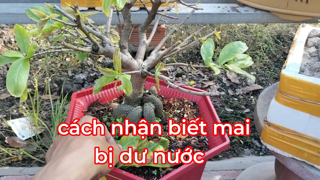 Cách nhận biết mai bị dư nước sau tết nó có biểu hiện như thế nào 
