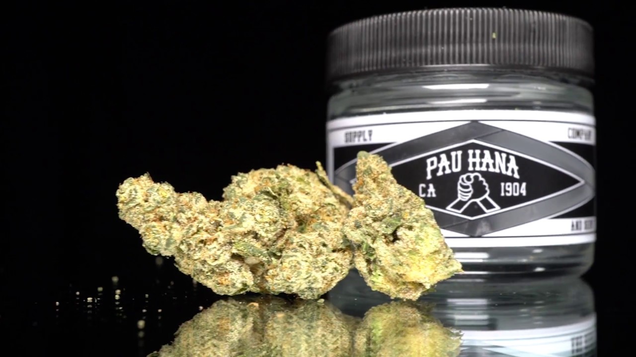 Orange Tree Strain Review Pau Hana Supply Co - Top Shelf Strains