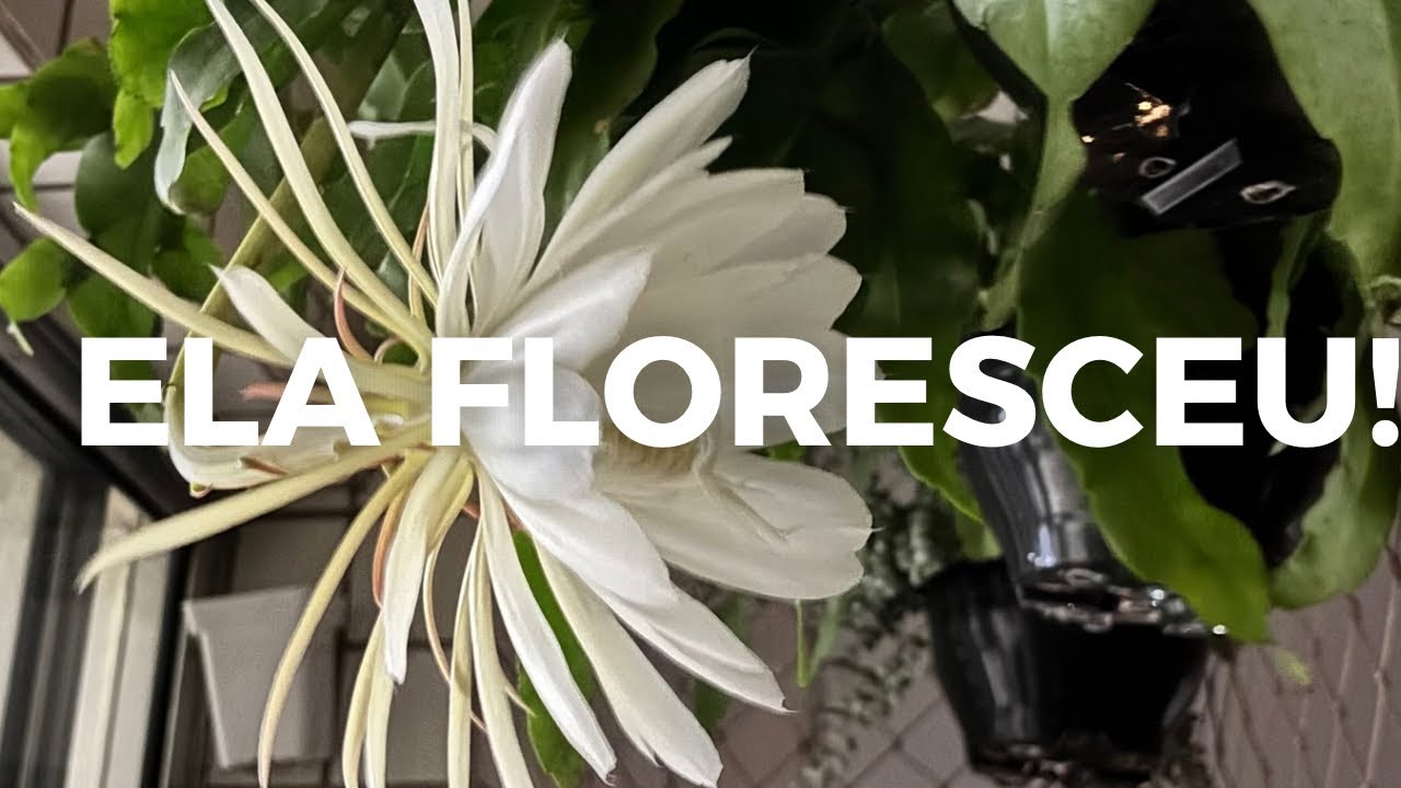 O Dia Que Meu Cacto Orquídea Me Surpreendeu
