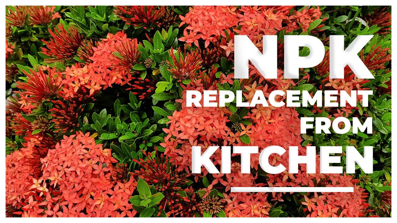 How to use kitchen waste for Effective Gardening || DIY Organic Fertilizer
